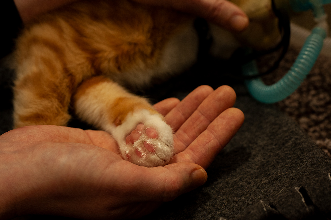 The Cat Hospital | A cat's paw